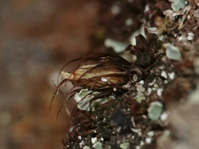Diphyscium Moss photo 4