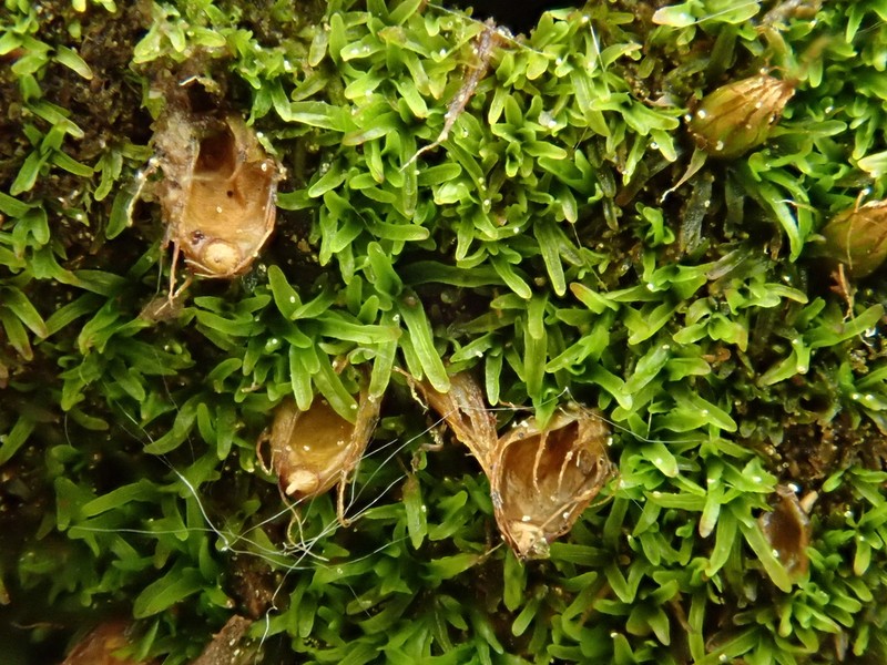 Diphyscium Moss photo 5