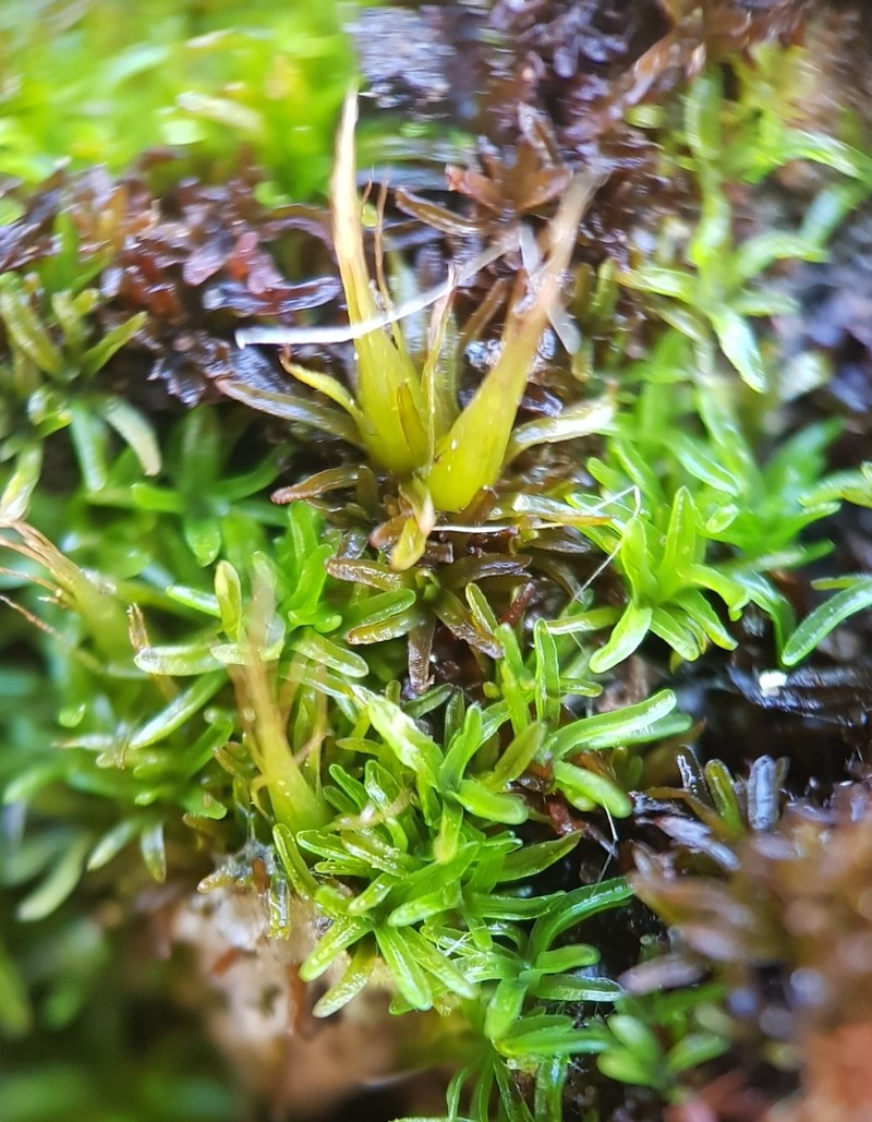 Diphyscium Moss photo 6