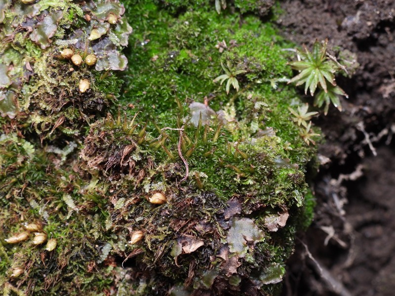 Diphyscium Moss photo 7