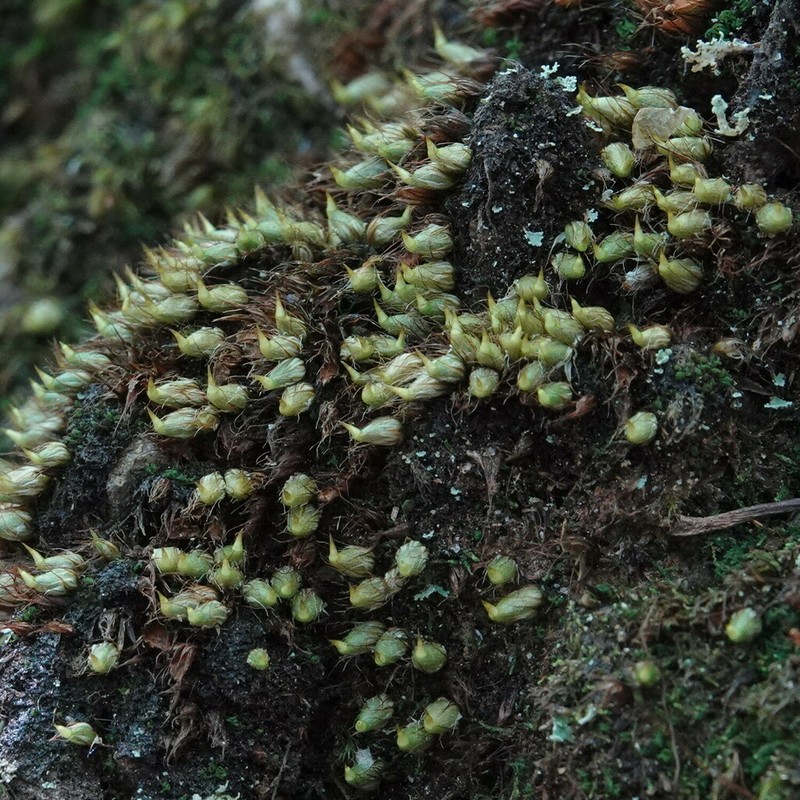 Diphyscium Moss photo 8