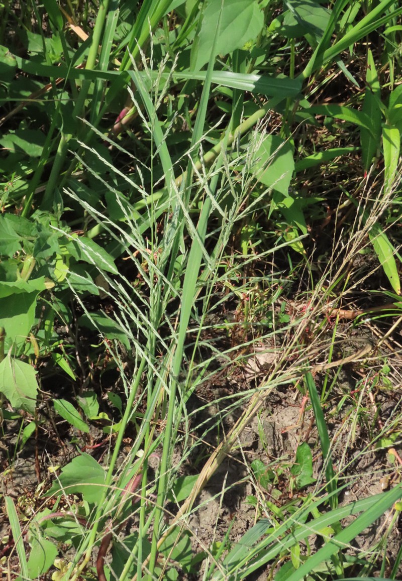 Malabar Sprangletop photo 8