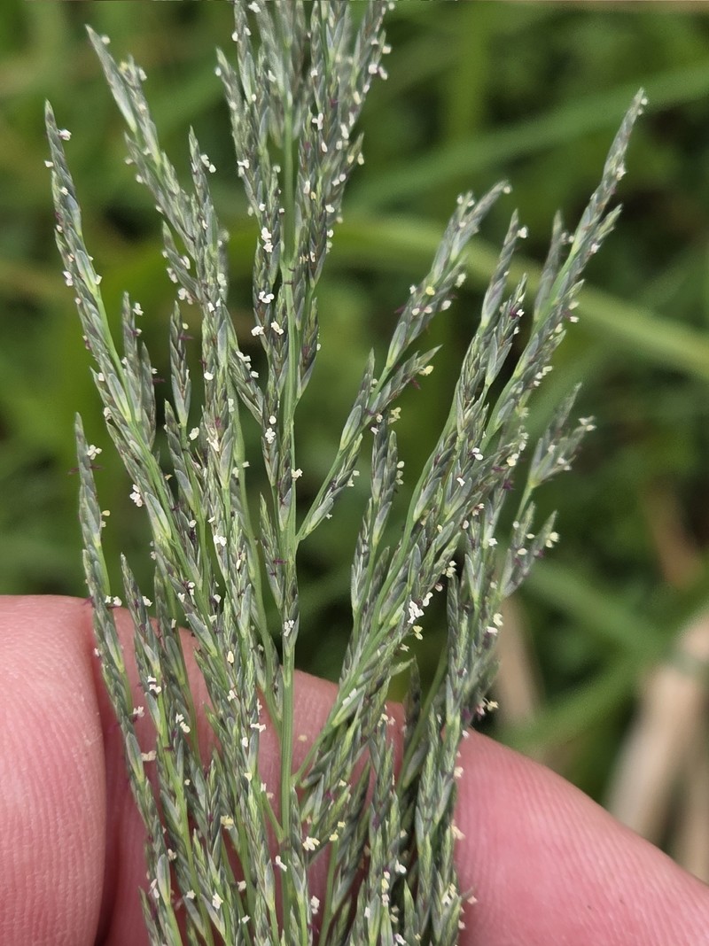Diplachne fusca subsp. fascicularis