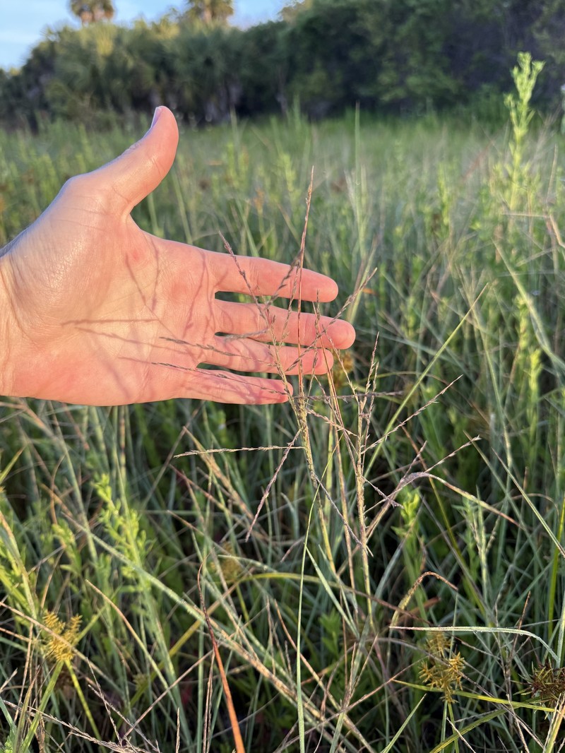 Diplachne fusca subsp. fascicularis photo 2