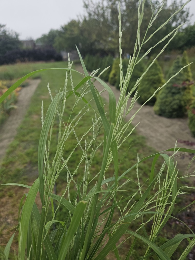 Diplachne fusca subsp. fascicularis photo 3