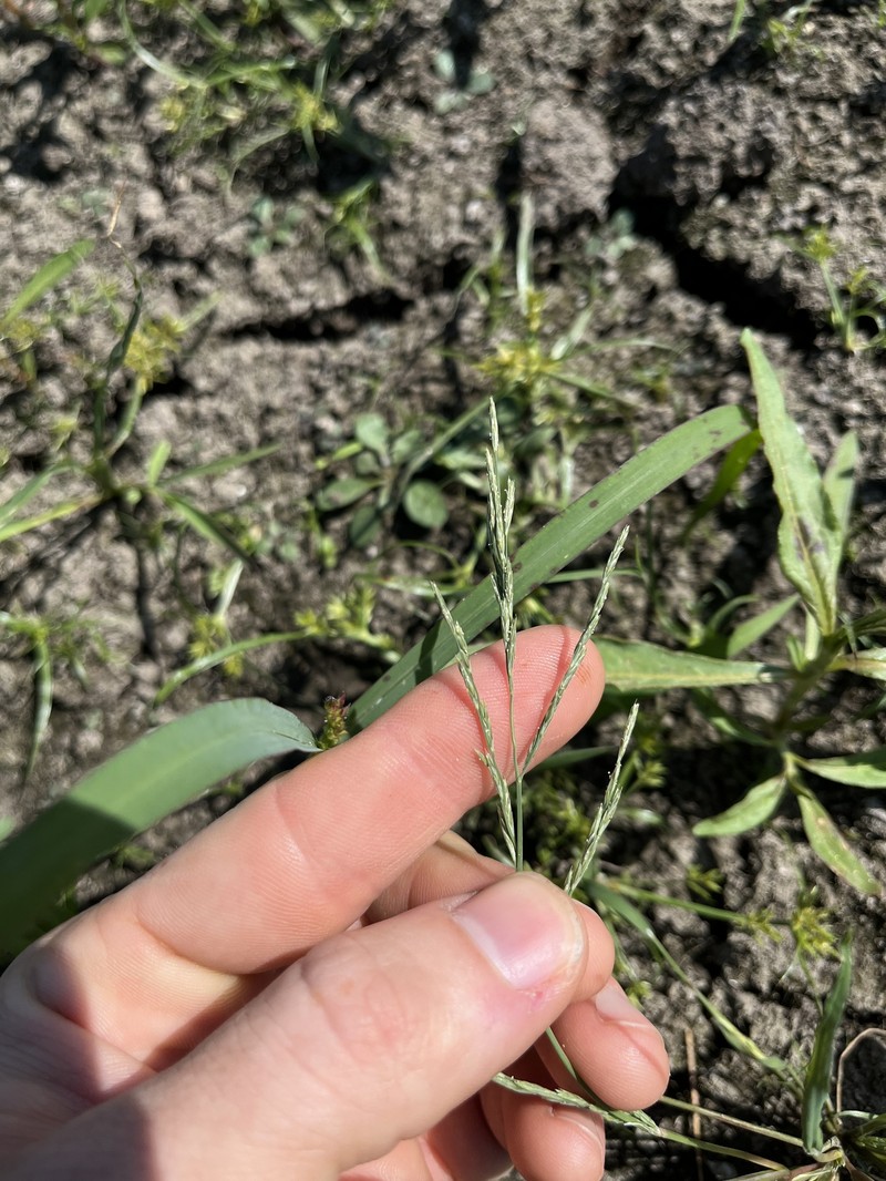 Diplachne fusca subsp. fascicularis photo 4