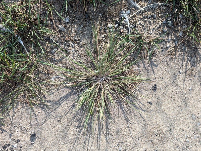 Diplachne fusca subsp. fascicularis photo 5