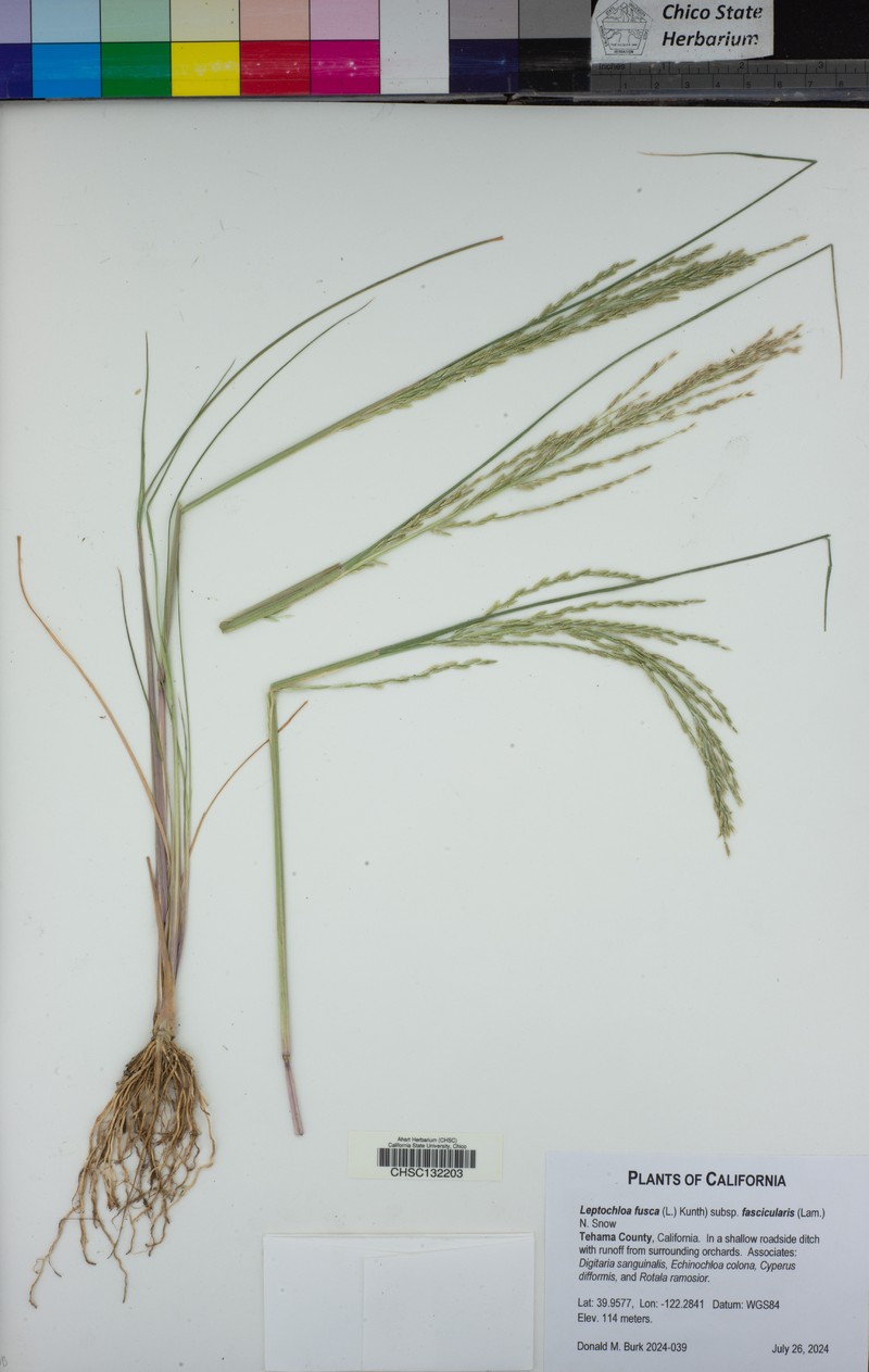 Diplachne fusca subsp. fascicularis photo 6