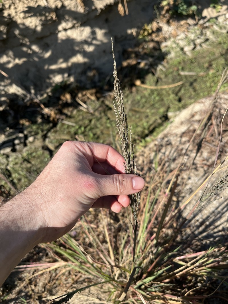 Diplachne fusca subsp. uninervia