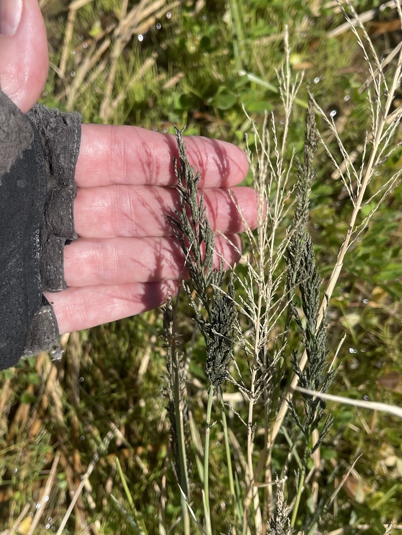 Diplachne fusca subsp. uninervia photo 2