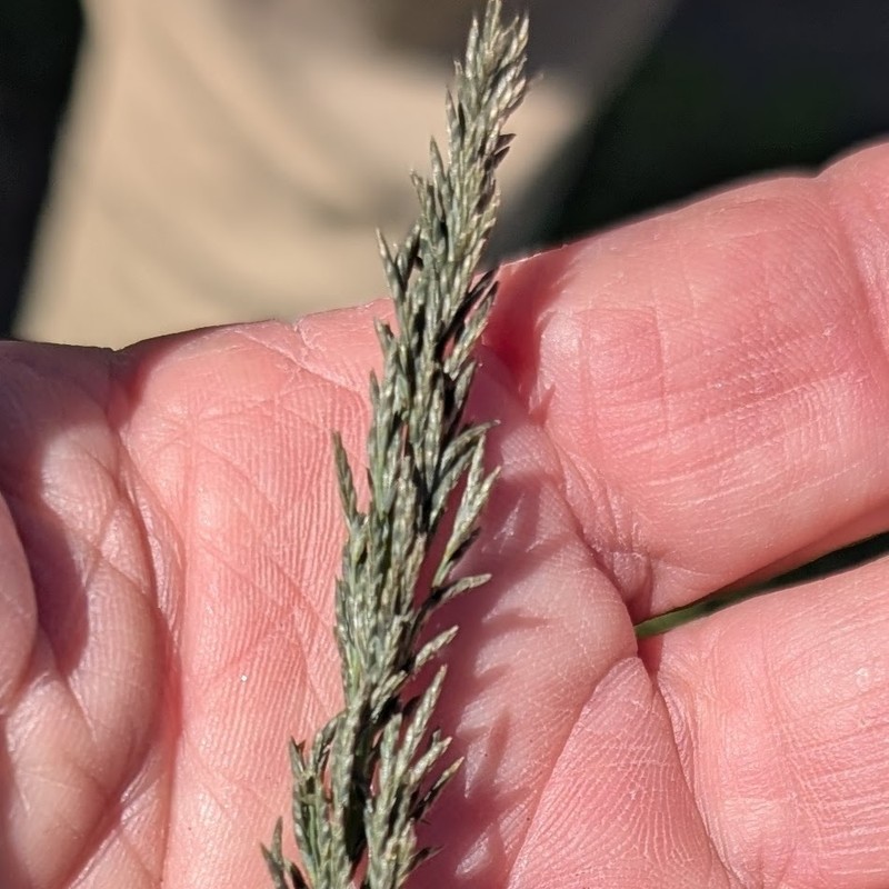Diplachne fusca subsp. uninervia photo 3