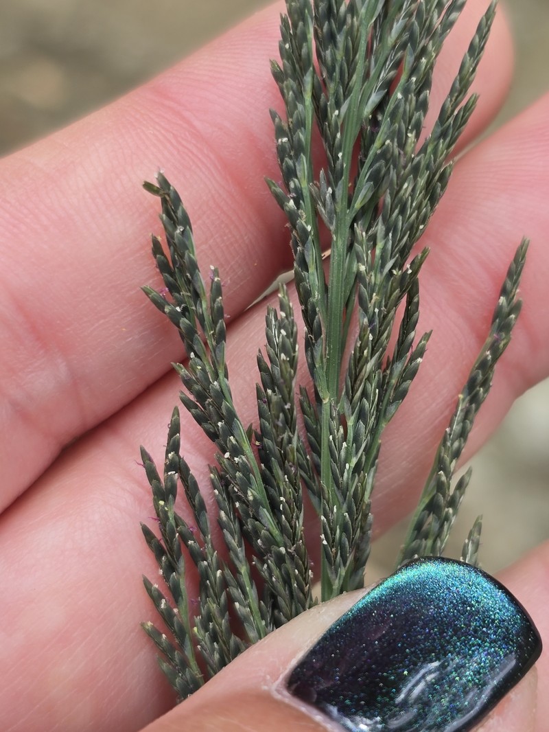 Diplachne fusca subsp. uninervia photo 4