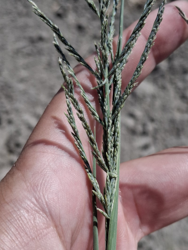 Diplachne fusca subsp. uninervia photo 5