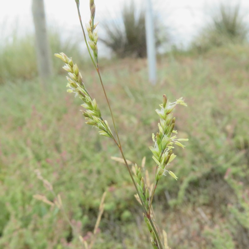 Diplachne fusca subsp. uninervia photo 6