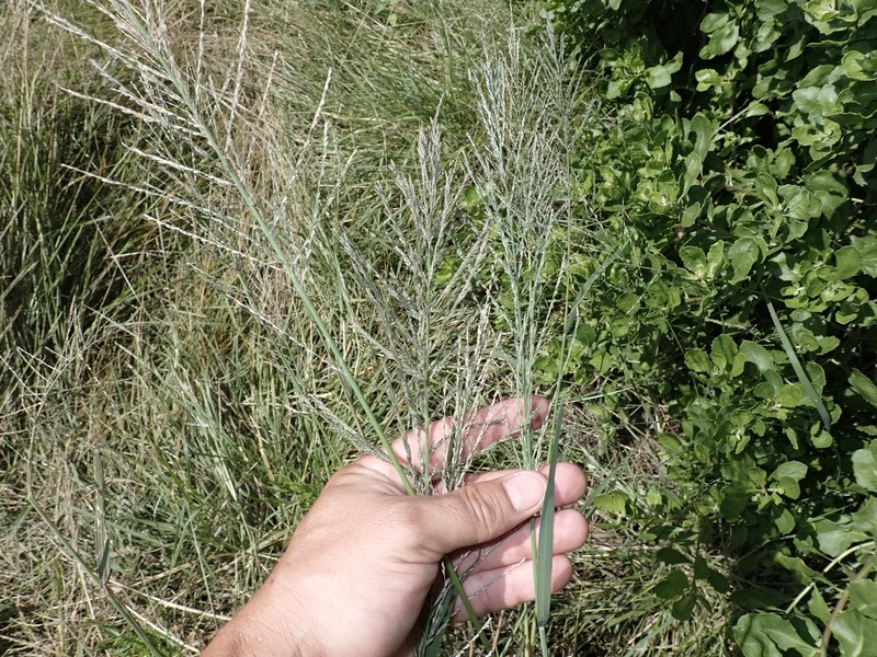 Diplachne fusca subsp. uninervia photo 8