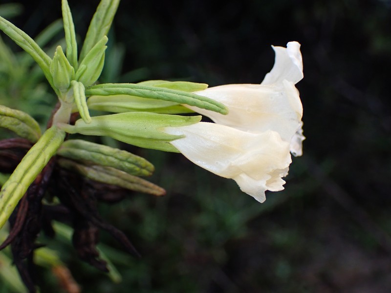 Lompoc Mesa Bush Monkeyflower