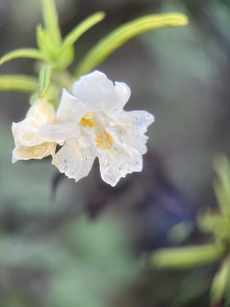 Lompoc Mesa Bush Monkeyflower photo 2