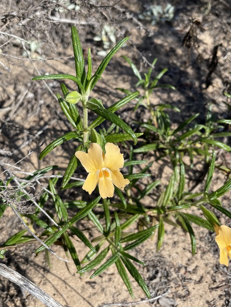 Lompoc Mesa Bush Monkeyflower photo 3