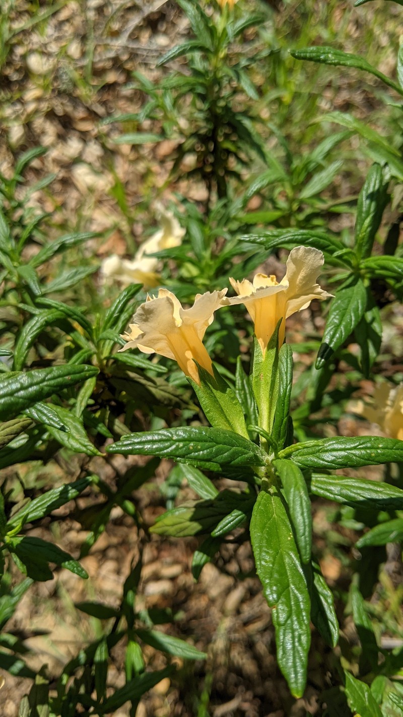 Lompoc Mesa Bush Monkeyflower photo 4
