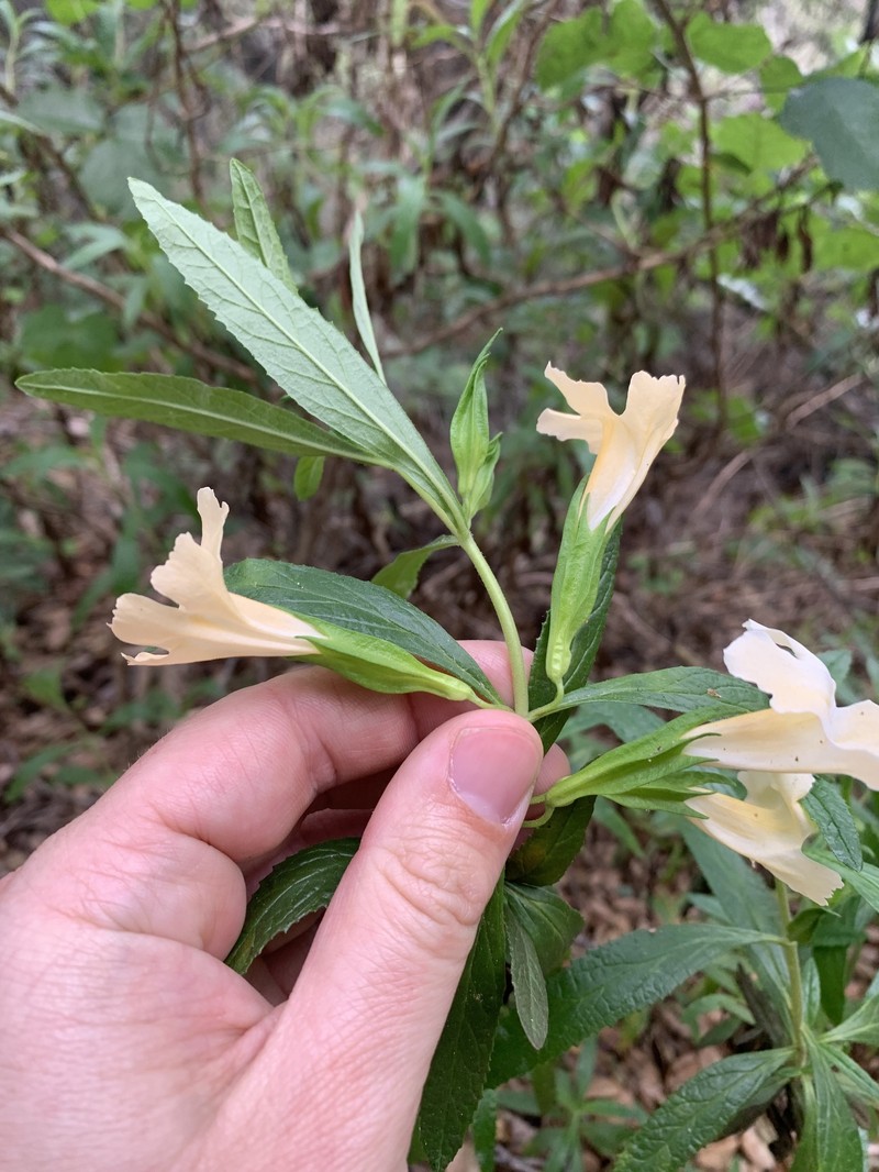 Lompoc Mesa Bush Monkeyflower photo 5