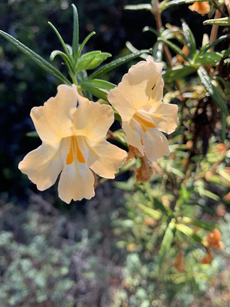 Lompoc Mesa Bush Monkeyflower photo 6