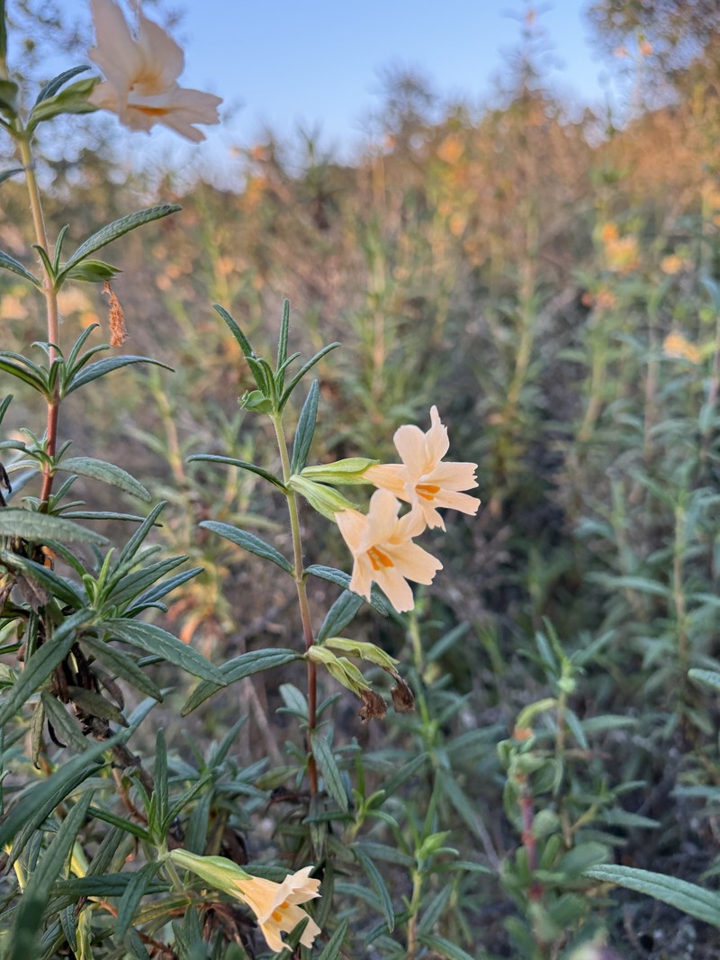 Lompoc Mesa Bush Monkeyflower photo 7