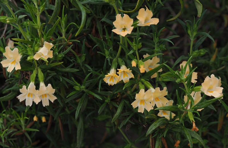 Lompoc Mesa Bush Monkeyflower photo 8