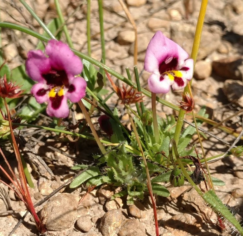 Purplelip Pansy Monkeyflower