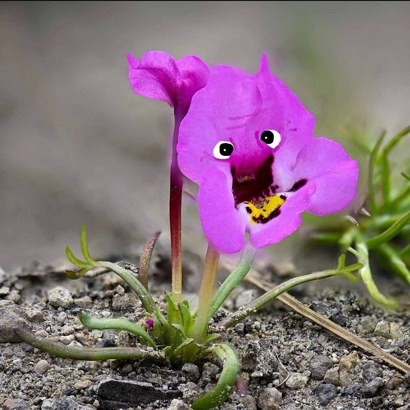 Purplelip Pansy Monkeyflower photo 2