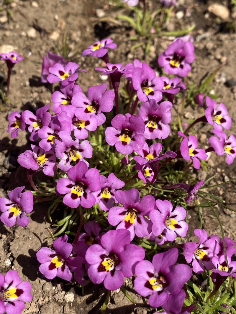 Purplelip Pansy Monkeyflower photo 3