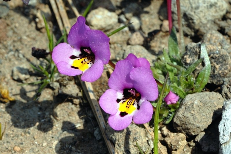 Purplelip Pansy Monkeyflower photo 4