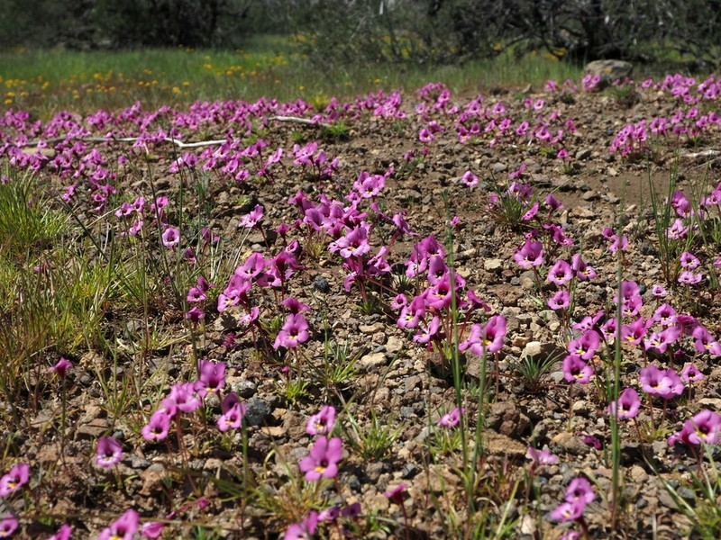 Purplelip Pansy Monkeyflower photo 5