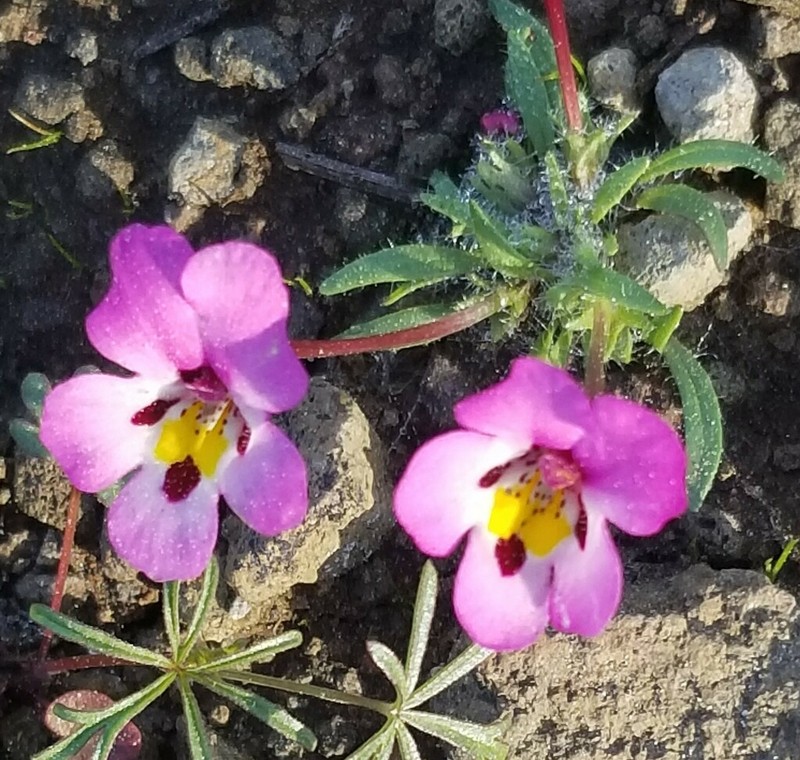 Purplelip Pansy Monkeyflower photo 7