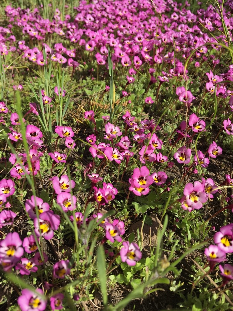 Purplelip Pansy Monkeyflower photo 8