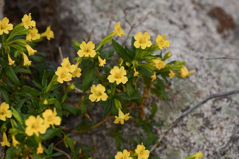 San Diego Bush Monkeyflower