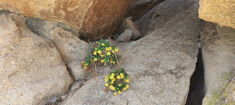 San Diego Bush Monkeyflower