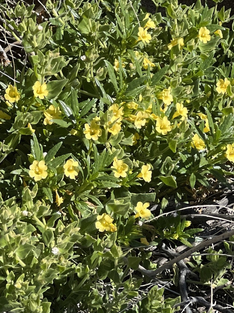 San Diego Bush Monkeyflower photo 2