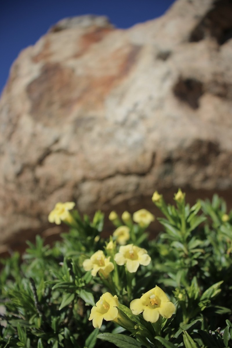 San Diego Bush Monkeyflower photo 3