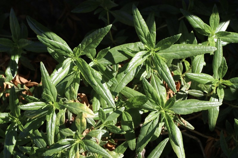 San Diego Bush Monkeyflower photo 4