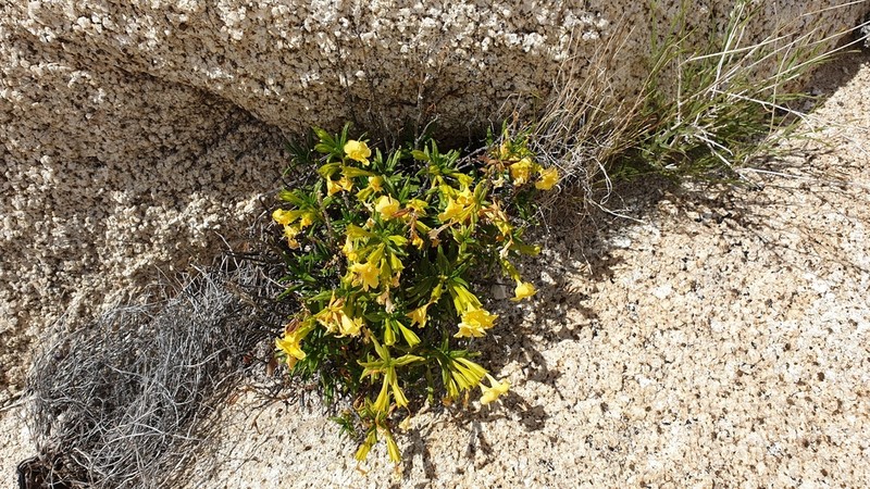San Diego Bush Monkeyflower photo 5