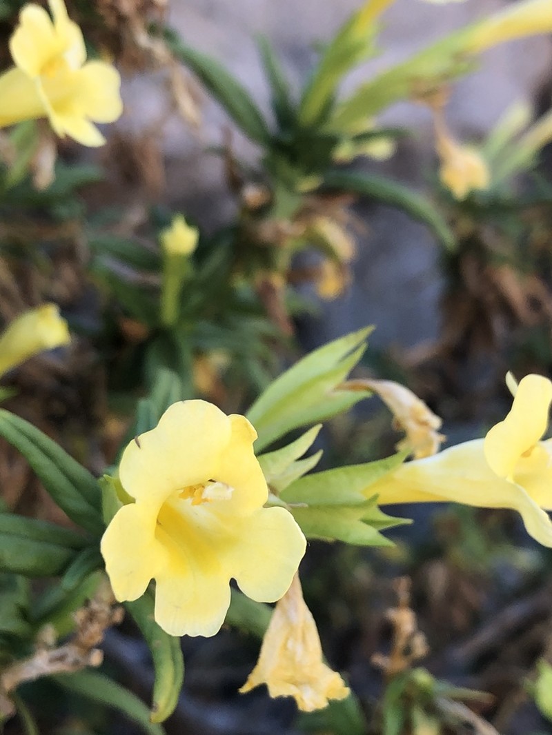 San Diego Bush Monkeyflower photo 6