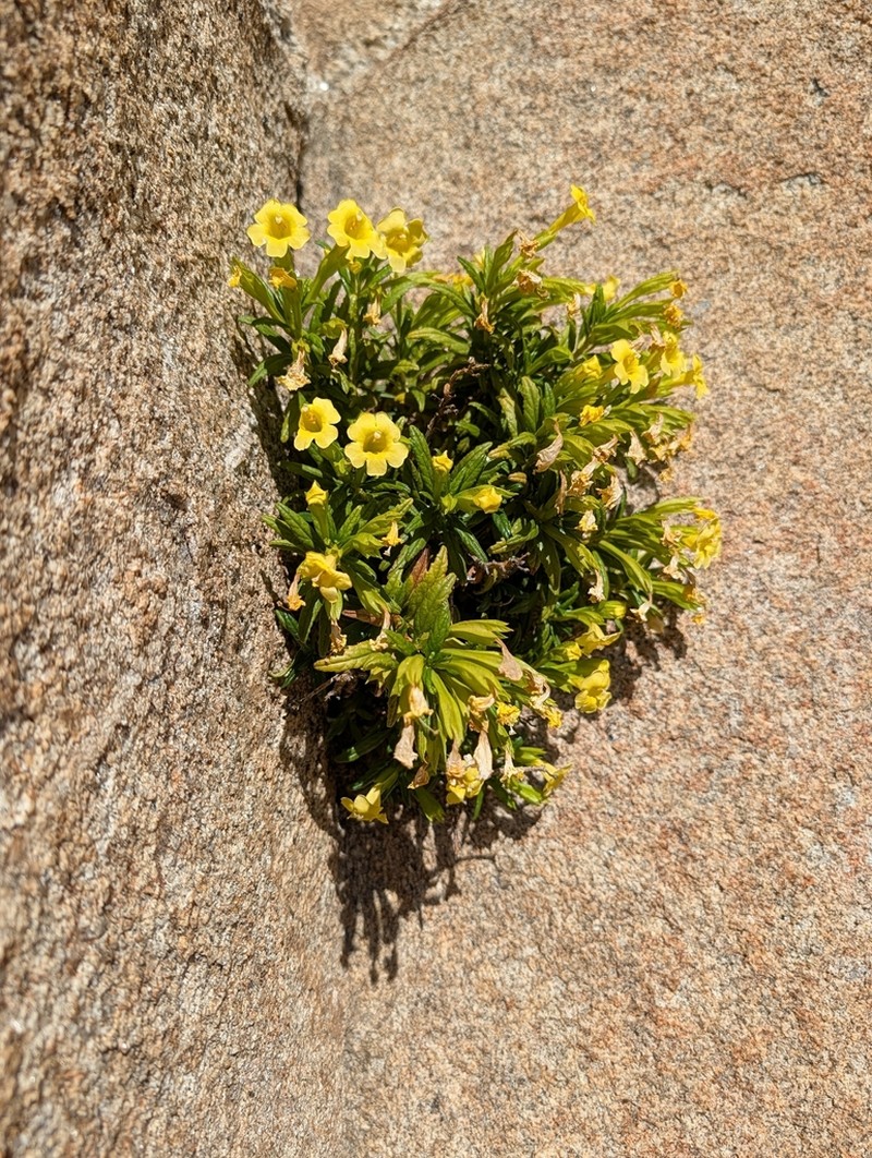 San Diego Bush Monkeyflower photo 7