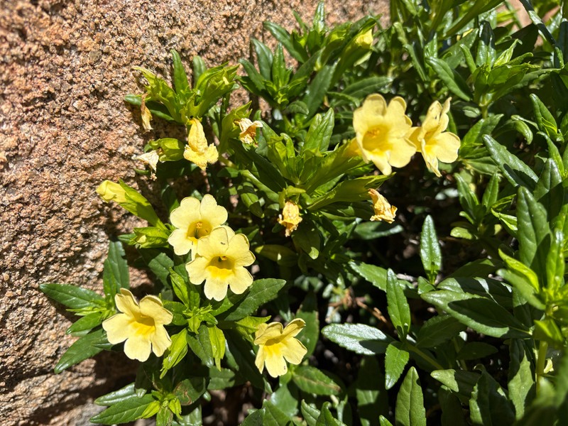 San Diego Bush Monkeyflower photo 8