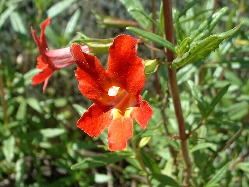 Orange Bush Monkeyflower