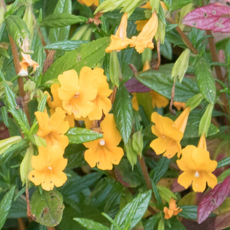 Orange Bush Monkeyflower photo 2