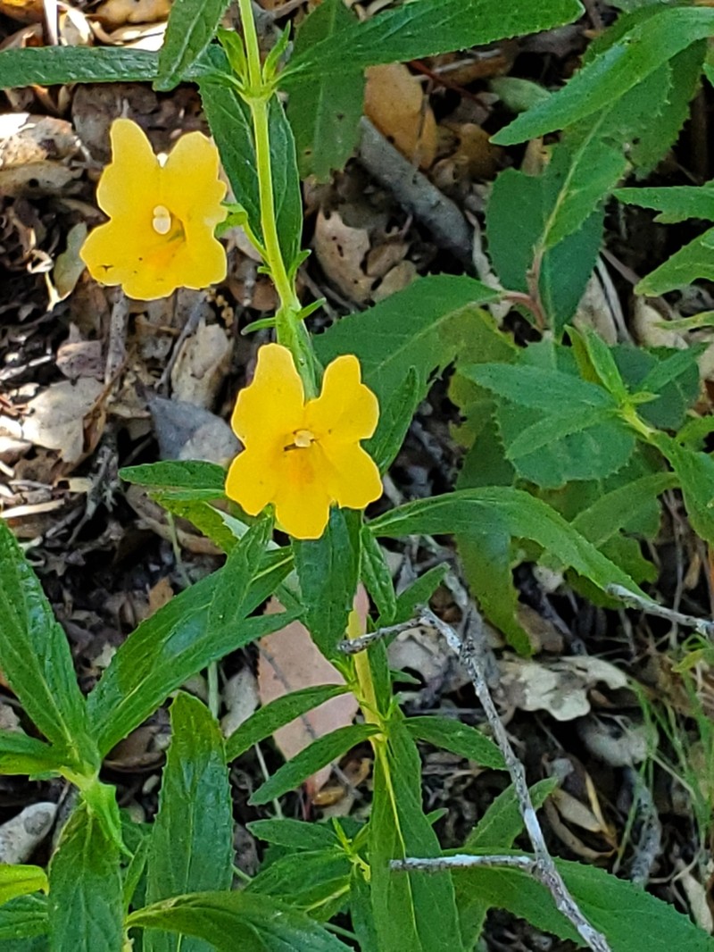Orange Bush Monkeyflower photo 3