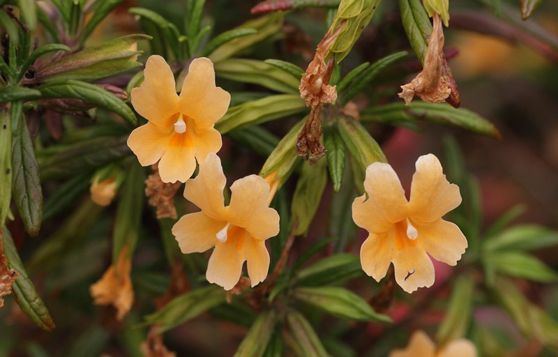 Orange Bush Monkeyflower photo 4