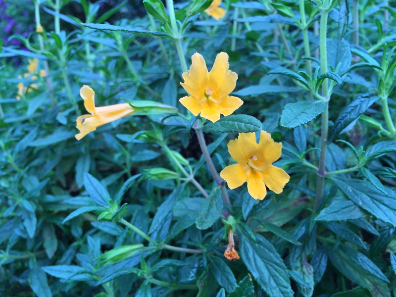 Orange Bush Monkeyflower photo 5