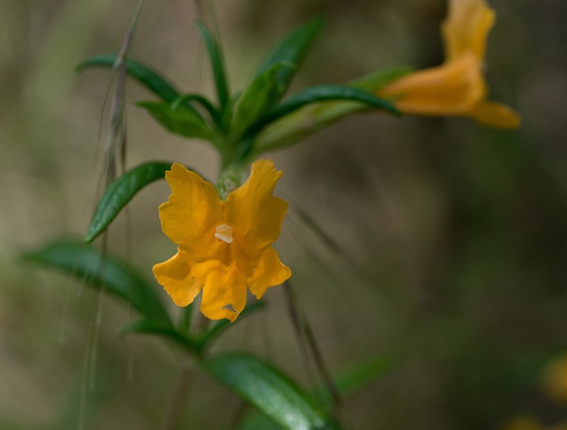 Orange Bush Monkeyflower photo 6