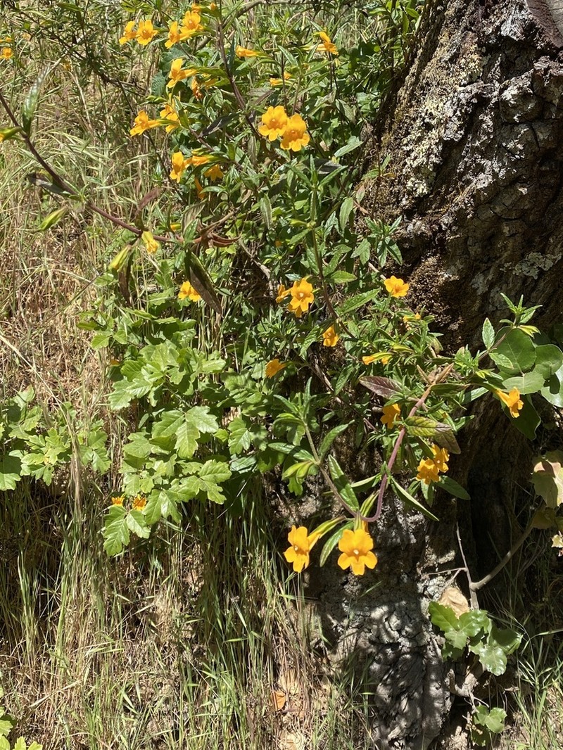 Orange Bush Monkeyflower photo 7